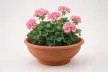 EOLIA Virágtál virágcserép 50 cm terrakotta