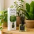 ALYA Nature's Scents Pálcás Aroma Diffúzor - Zöld Erdő