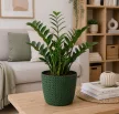 MANGOLIA JERSEY Cserép 26 cm