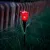 LED-es szolár tulipánlámpa - sárga / piros / rózsaszín - 31 cm - 24 db / kínáló