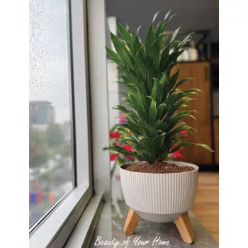 Kaspó Nostalgia 3 lábú 24cm 495