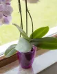Kaspó orchidea Miltonia crystal  1,58L ametiszt 133